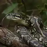 Tæppepython, Carpet python (Morelia spilota) Tæppepython, Carpet python+Morelia spilota