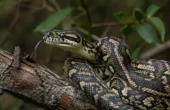 Tæppepython, Carpet python (Morelia spilota)