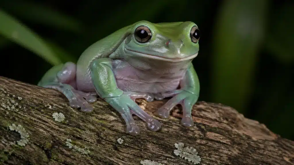 White’s tree frog / australsk grøn træfrø (Litoria caerulea) 2 Whites tree frog australsk groen traefroeLitoria caerulea