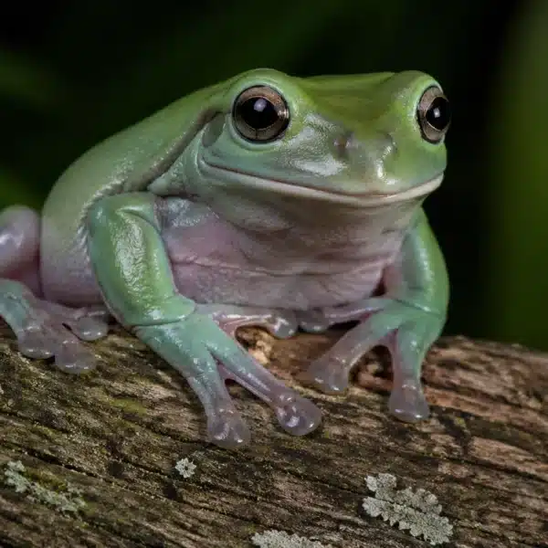 White’s tree frog / australsk grøn træfrø (Litoria caerulea)